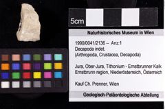 Foto (Objket + Etiketten) von Decapoda indet. 